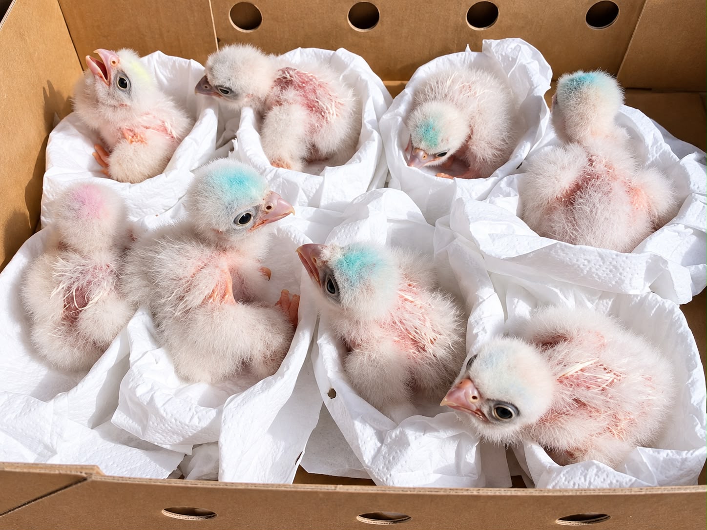 Pollitos de rapaz con plumón blanco en nuestro criadero